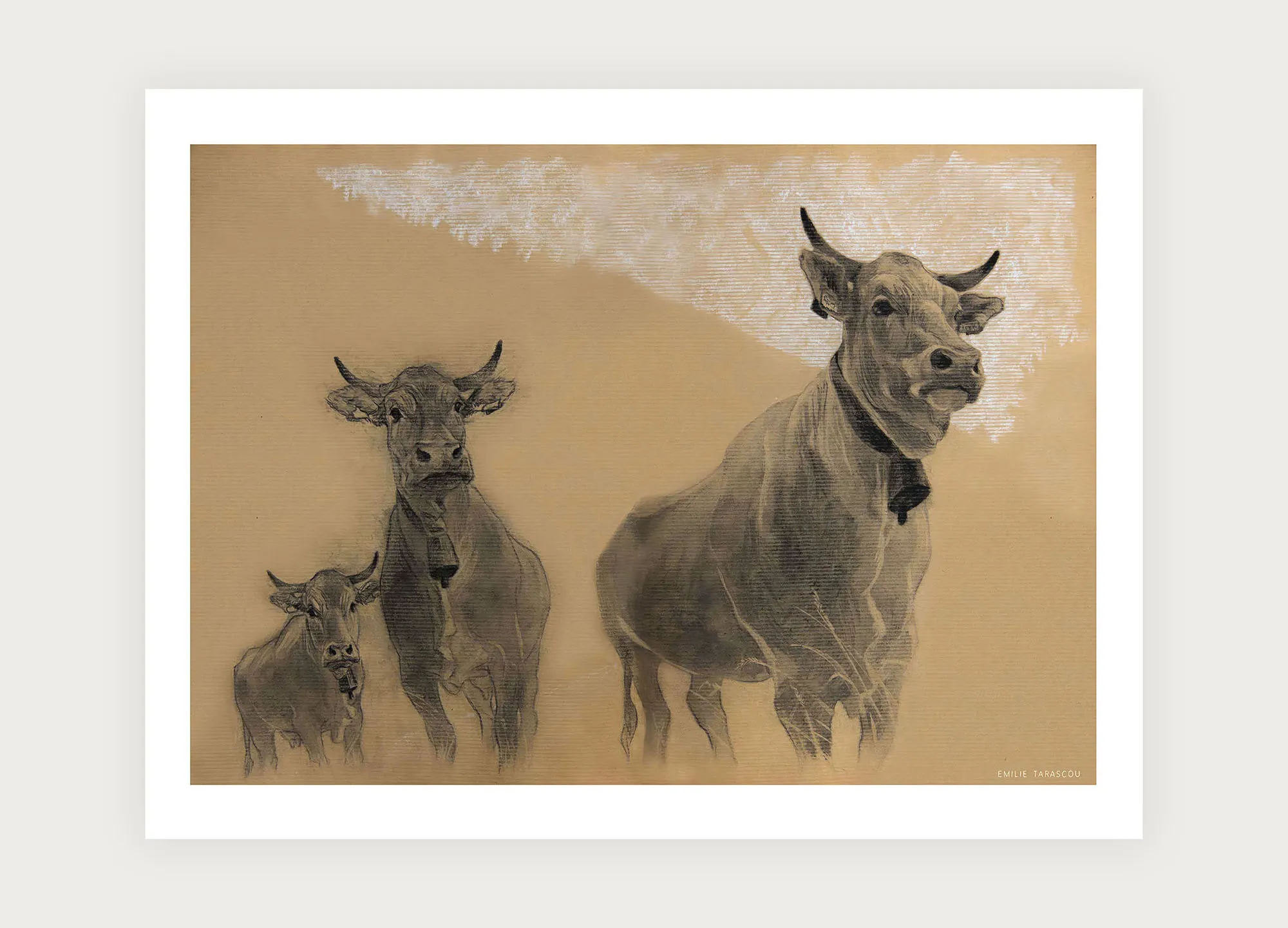 Vaches